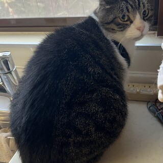 犬のように賢い6歳オス猫