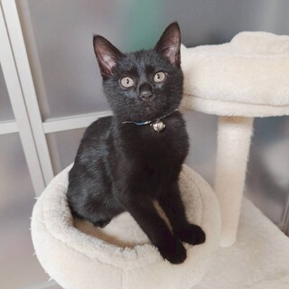 目が真ん丸でとても可愛い★ロイくん