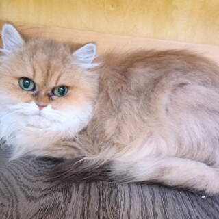 推定2023年生 ペルシャ系♀快特ちゃん♡