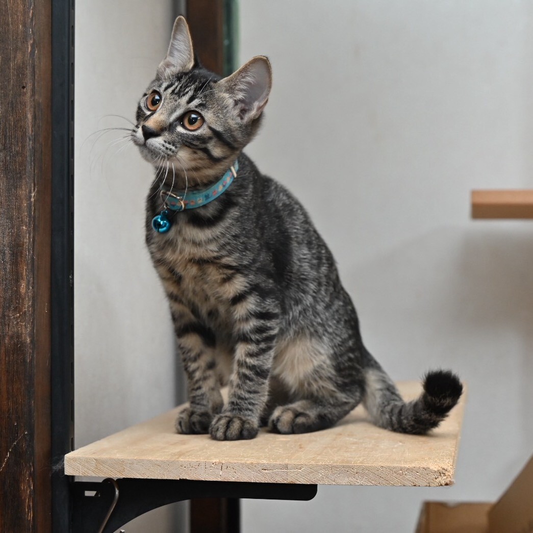 人懐っこくて撫でるとゴロゴロ★ドンくん サムネイル2