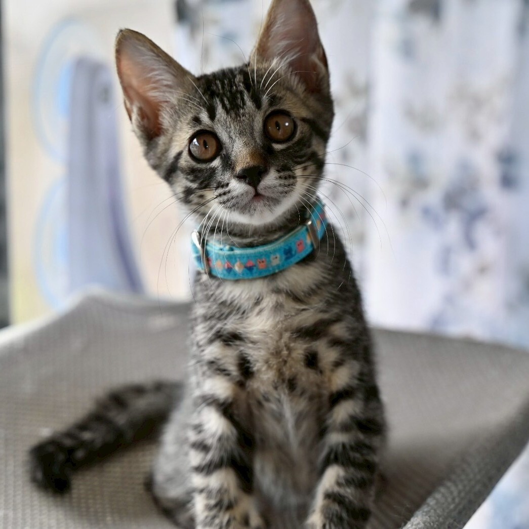 人懐っこくて撫でるとゴロゴロ★ドンくん サムネイル6