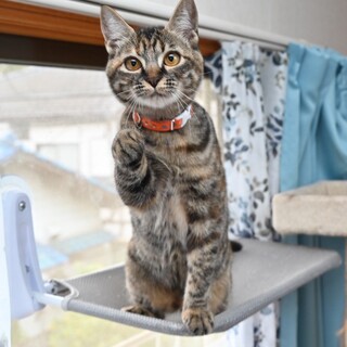 人馴れ抜群！少しサビ色の美人猫❤︎つばめちゃん