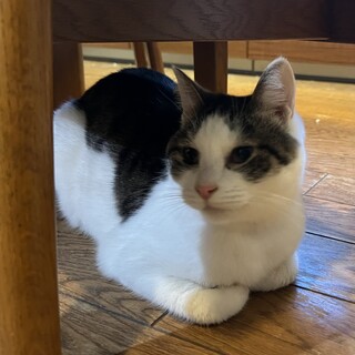 大人しく控えめな4歳メス