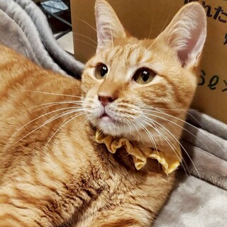 つぶらな瞳がとっても可愛い★あげまるくん