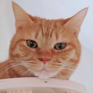 ナデナデやブラッシングが大好き♡ちゃあちゃん