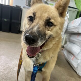 癒し系男子【丹波】くん