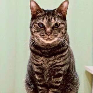 おもちゃで遊ぶのも大好きです♡くろちゃん