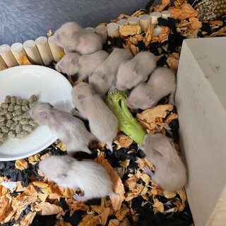 キンクマ赤ちゃん性別不明1月~お渡し