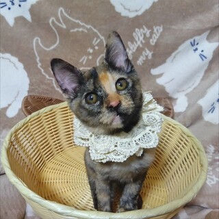 人間大好き★超おてんば★小さいお子さんも◎