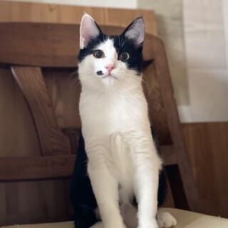 人にも猫にもフレンドリー　白黒男の子家族募集