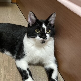 シャイな白黒ボーイ　家族募集中