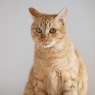 【多頭崩壊レスキュー】スリゴロのイケメンくん