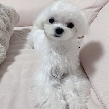 愛犬☺️