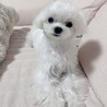 愛犬☺️
