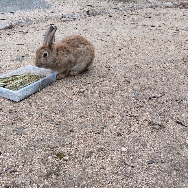 うさぎのももたのカバー写真