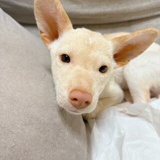 この子を助けてください