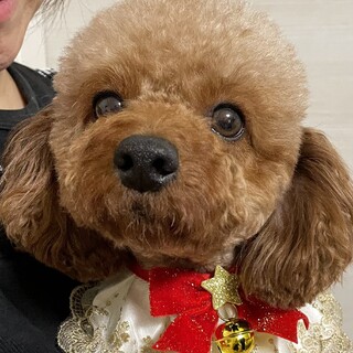 トイプードル・3歳・女の子