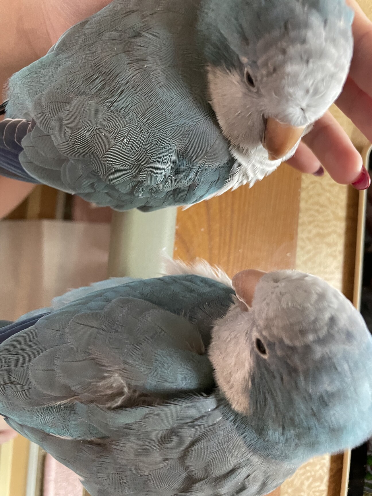 インコ家族様オーダー品 オキナインコ」京都府 - 鳥の里親募集(532521) :: ペットのおうち