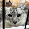 サバ白★こはく★シャイボーイ サムネイル3