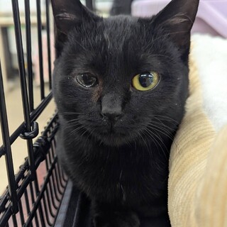 お外で頑張ってきた★くろみつ★おとなしい甘えたさん