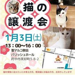 猫にゃんネットワーク府中{保護猫の譲渡会}
