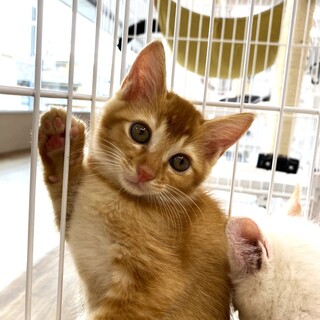 まん丸お顔のびすこくん