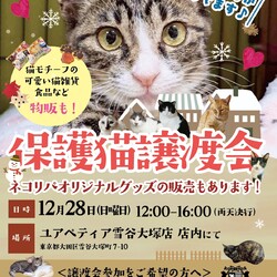 保護猫譲渡会@ユアペティア雪谷大塚店
