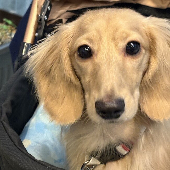 ワンちゃん幸せのカバー写真