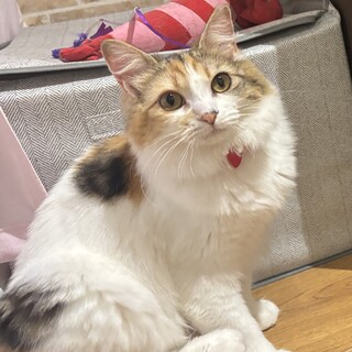 甘えん坊で人が大好きなまる子