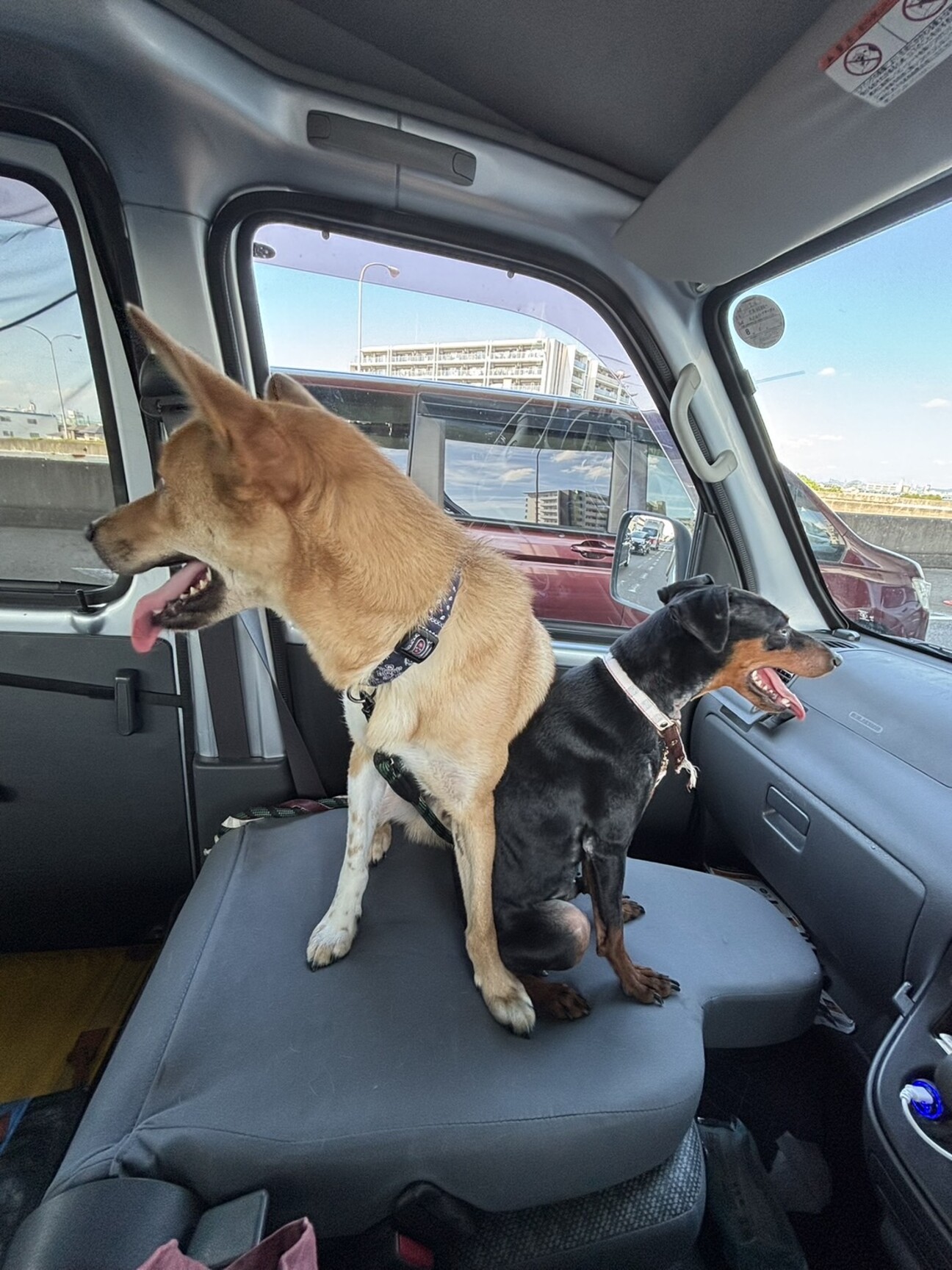 一歳 ミニチュアピンシャ」愛知県 - 犬の里親募集(532526) 1枚目の