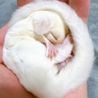 フクロモモンガリューシスティック