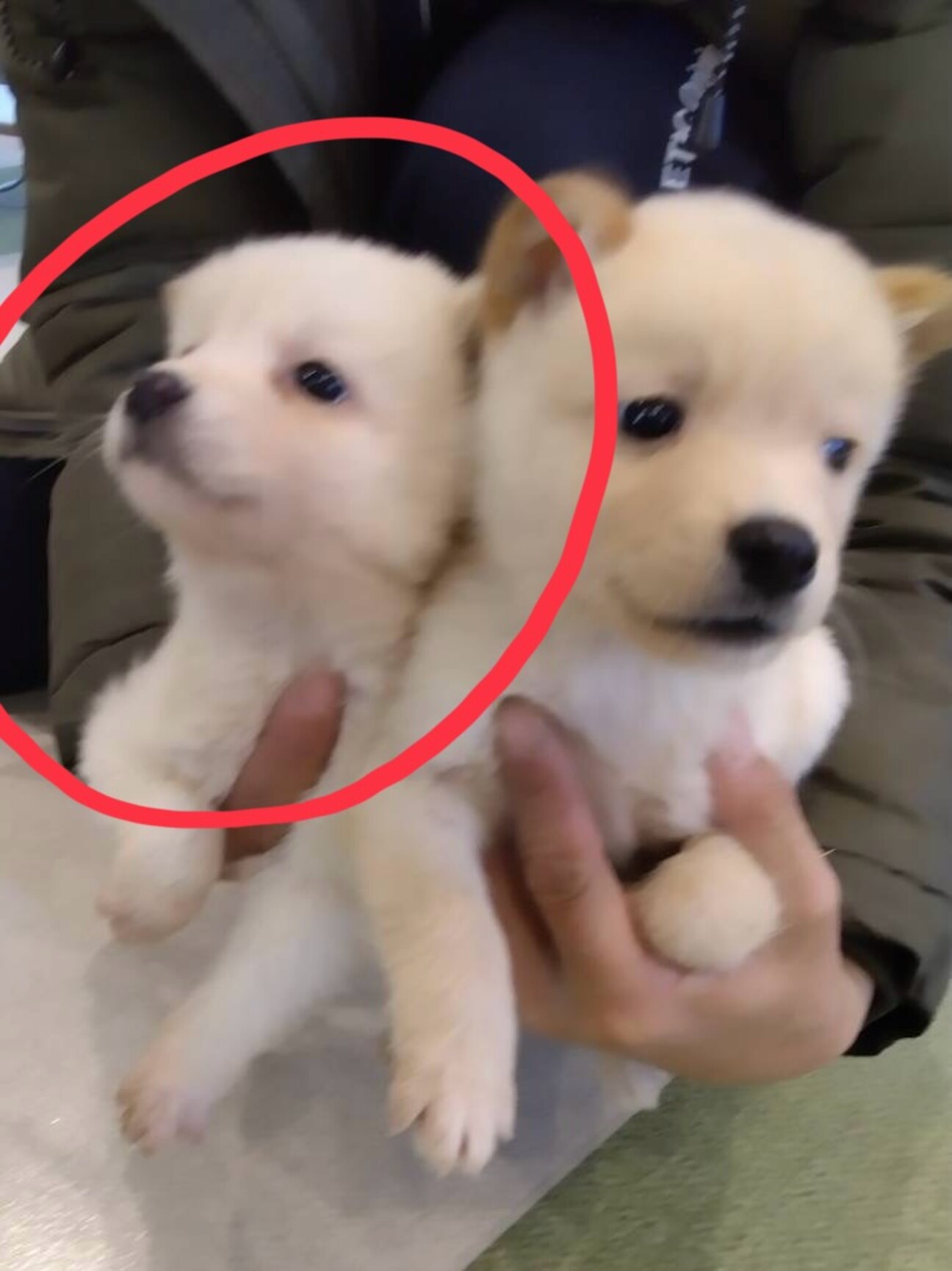 雑種の男の子 さくくん」東京都 - 犬の里親募集(532530) :: ペットの