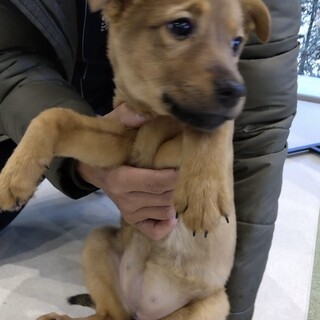 雑種の女の子　つきちゃん