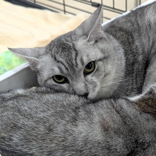 サバ白★こはく★シャイボーイ