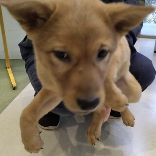 雑種の男の子　りきくん