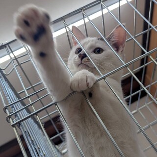 人が大好き★こまめ★お鼻がハートの白×キジ模様