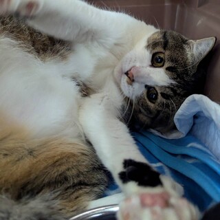 シャイな甘えたさん★総一郎★猫界の中村倫也はこちら