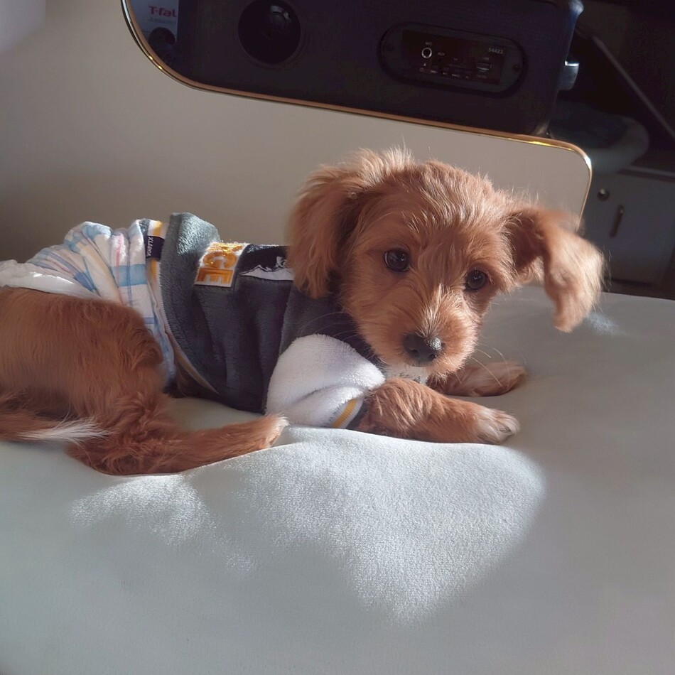 レオのカバー写真