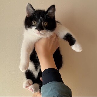 もふもふ☆いつも笑顔な猫