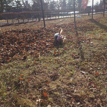 ドッグランで探検中！