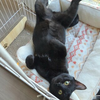 人馴れ抜群抱っこも大丈夫な子♪