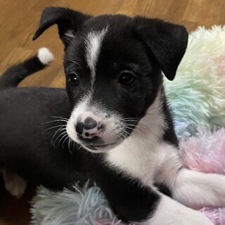 人慣れ◎モカちゃん