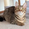 FIP完解、人慣れした甘えん坊の女の子