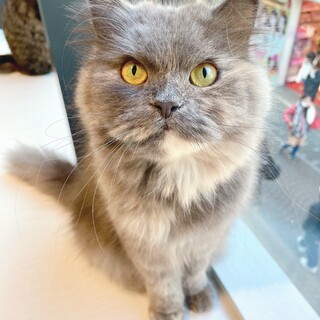 ［ベリーちゃん］おっとりな甘えん坊