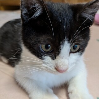 約2ヶ月 子猫 里親募集