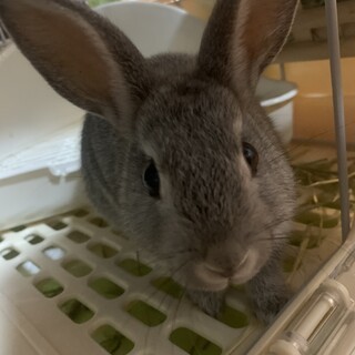 飼育セット運んで頂ければ無料で譲ります。