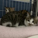 可愛い姉妹の里親募集中です