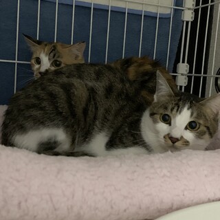 可愛い姉妹の里親募集中です