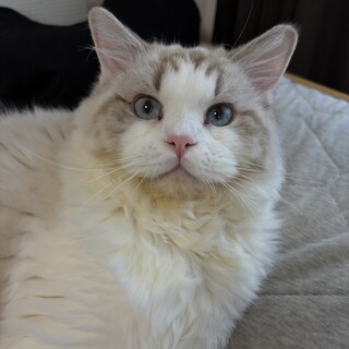 超イケメンラグドール！子猫オス