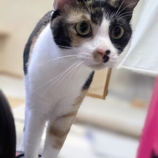 年上好みのツンデレ系高嶺の華「プル」